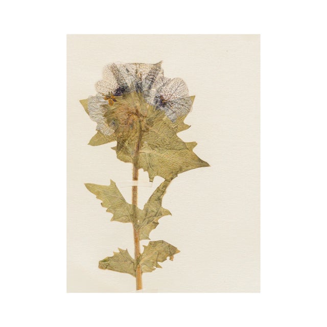 Antique Swedish Herbarium - Black Henbane, Circa 1911 For Sale - Image 4 of 5