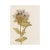 Antique Swedish Herbarium - Black Henbane, Circa 1911 For Sale - Image 4 of 5