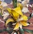 Mid Century Tole Floral Chandelier For Sale In New York - Image 6 of 10