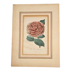 1850s French Red Rose Hand-Colored Print, Matted