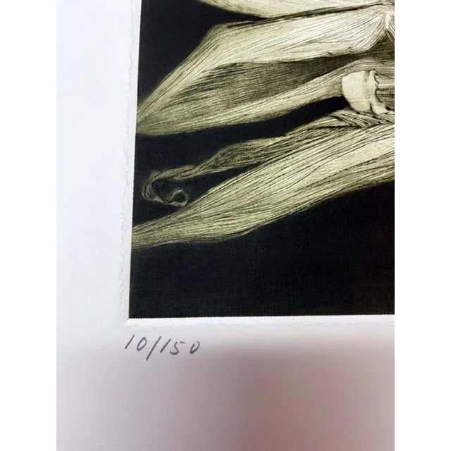 "Corn" by G. H. Rothe Unframed Original Hand-Pulled Mezzotint on Paper Hand Signed & Titled by the Artist Paper Size: 19"...