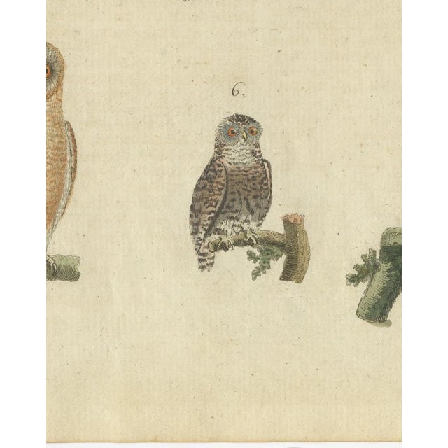 European Owls, 1800, Print on Paper For Sale - Image 4 of 12