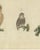 European Owls, 1800, Print on Paper For Sale - Image 4 of 12
