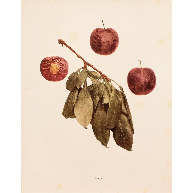 1900s U. P. Hedrick, Original Antique Photogravure of Apple Plums For Sale