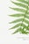 Paper Fern Botanical Art Print – Feathery Green Frond Illustration, 20" X 30" For Sale - Image 7 of 9