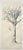 One original pencil drawing of a tree that I drew in preparation for an ink print in 1982. Approximately 5 x 10 inches ....