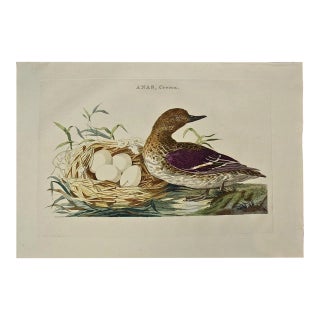 Eurasian Teal Duck: An 18th Century Hand-Colored Nozeman Engraving "Anas Crecca", 1770 For Sale