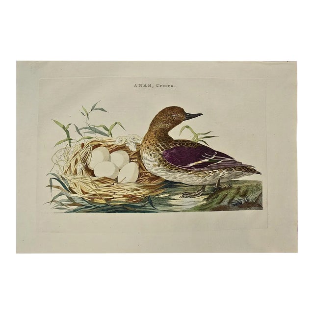 Eurasian Teal Duck: An 18th Century Hand-Colored Nozeman Engraving "Anas Crecca", 1770 For Sale