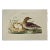 Eurasian Teal Duck: An 18th Century Hand-Colored Nozeman Engraving "Anas Crecca", 1770 For Sale