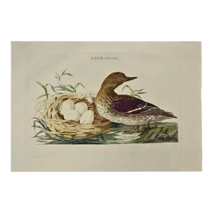 Eurasian Teal Duck: An 18th Century Hand-Colored Nozeman Engraving "Anas Crecca", 1770