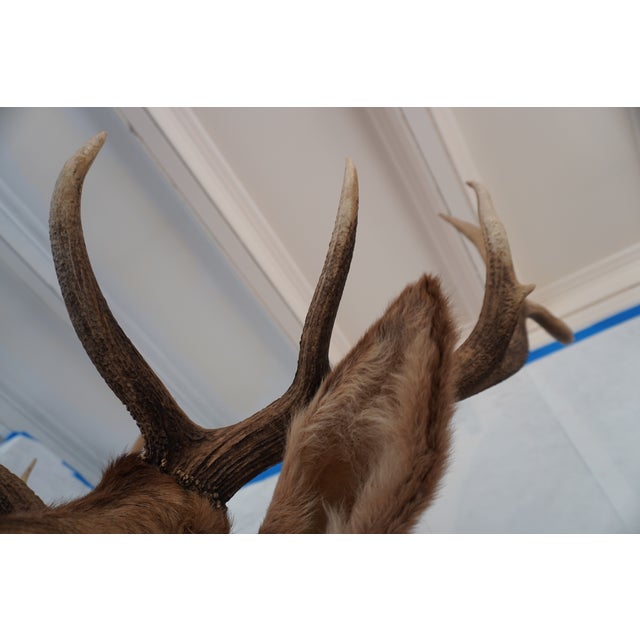Brown Elk Trophy Head & Shoulder Mount For Sale - Image 8 of 17