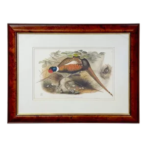 John Gould & Henry Constantine Richter Birds of England Pheasant Print