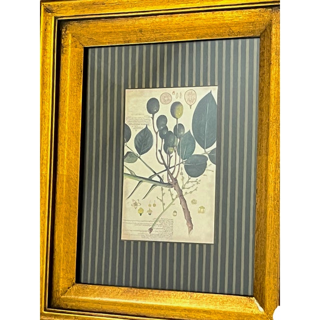 Wood Paragon Botanical & Fruit Prints in Monumental Architectural Giltwood Frames, Pair For Sale - Image 7 of 16