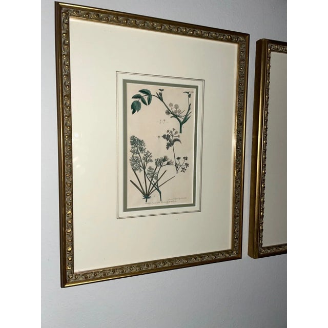 Antique Custom Framed Botanical Engravings - a Pair For Sale - Image 10 of 12