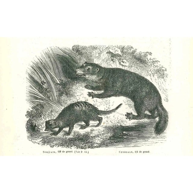 Paul Gervais, Suricate, Original Lithograph, 1854 For Sale