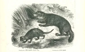 Paul Gervais, Suricate, Original Lithograph, 1854