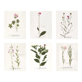 Reproduction Antique Botanical Print Set of 6 With Pink Flowers - 16 X 20" For Sale