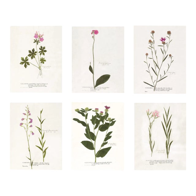 Reproduction Antique Botanical Print Set of 6 With Pink Flowers - 16 X 20" For Sale