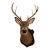 1990s White-Tailed Deer Taxidermy Mount on Wood Plaque - 7 Point For Sale