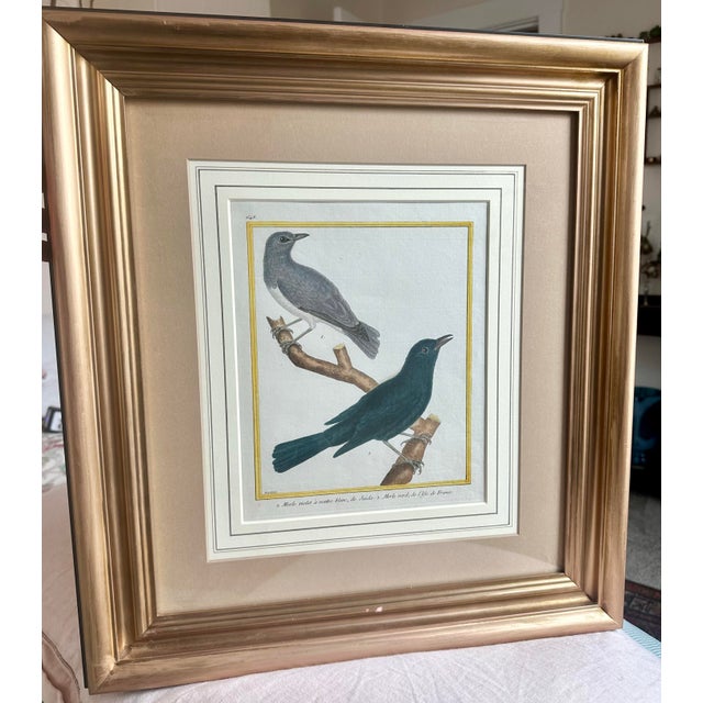 Antique 18th Century Bird Copper Plate Engraving by François-Nicolas Martinet For Sale - Image 4 of 12