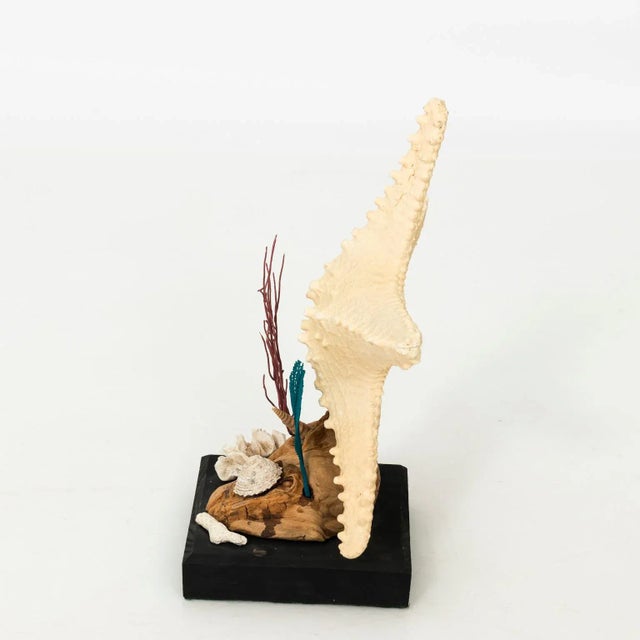 Late 20th Century Nautical Shell Display With Starfish For Sale - Image 5 of 8