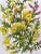 Antique W. Dickes & Co. Botanical Print From England Showcasing Yellow & Pink Varieties of Furze, Greenweed and Harrow Flowers - Circa 1870 For Sale - Image 9 of 12