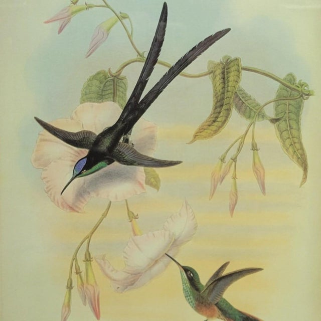 Pair of Framed John Gould Hummingbird Botanical Prints in Gold Frames For Sale In Raleigh - Image 6 of 8