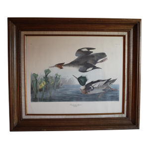 Lithograph of the 19th C. Audubon AquaTint Engraving "Red Breasted Merganser," in Dark Wood Frame