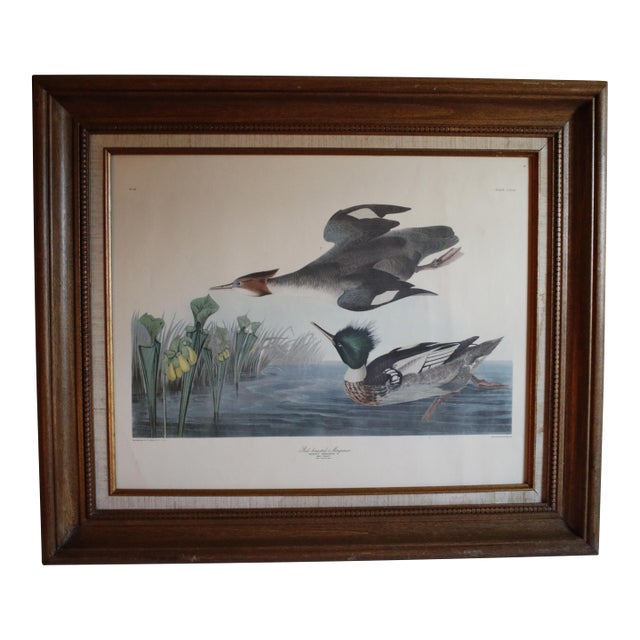 Mid-Century Lithograph of Audubon's "Red Breasted Merganser," in Dark Wood Frame For Sale