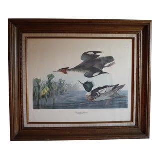 Vintage Lithograph of the 19th C. Audubon AquaTint Engraving "Red Breasted Merganser," in Dark Wood Frame For Sale
