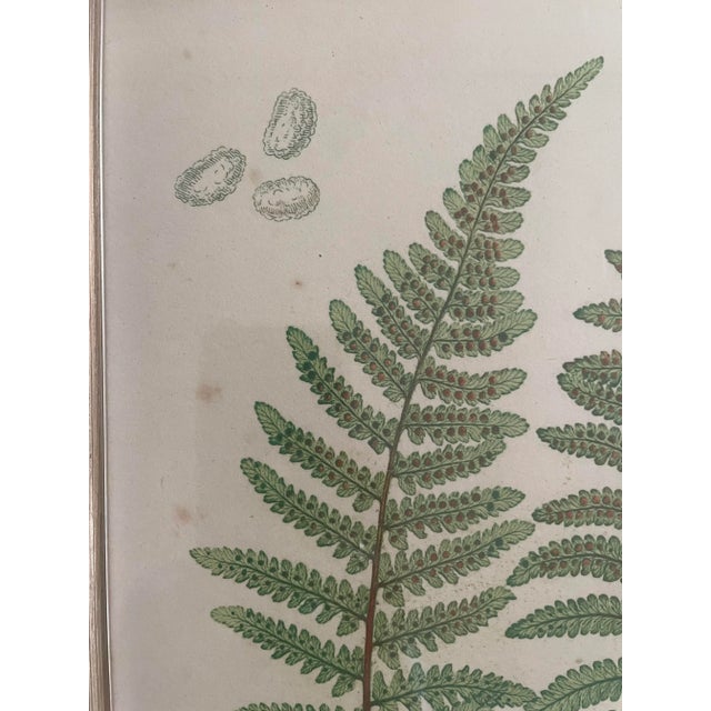 Henry Brabury Nature Fern, LASTREA FILIX-MAS VAR PUMILA print beautifully matted in linen and carved silvered wood frame....