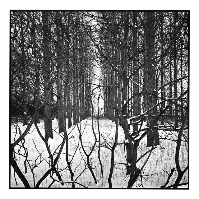 Paul Cooklin, Treeline, Beccles, Suffolk 2013, Edition of 50 For Sale