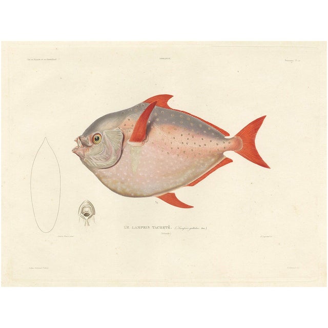 Louis Bévalet and H. Blanchard, Opah or Moonfish, 1845, Lithograph on Paper For Sale