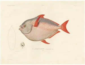 Louis Bévalet and H. Blanchard, Opah or Moonfish, 1845, Lithograph on Paper