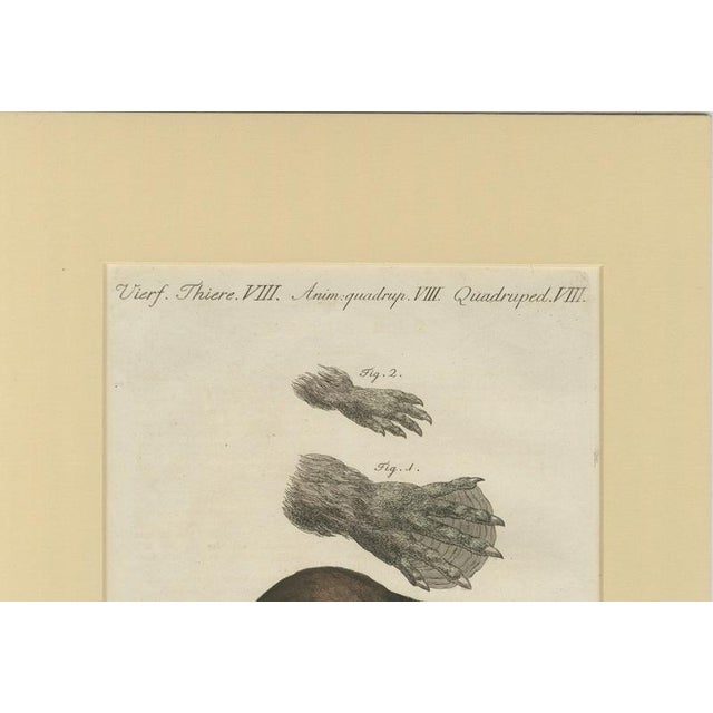 Paper Bertuch, Beaver with Webbed Feet, 1792, Engraving For Sale - Image 7 of 9