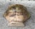 Vintage Handcrafted Lion Head Wall Planter With Decorative Ring Handles For Sale - Image 12 of 12