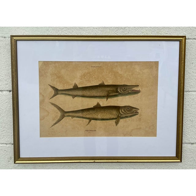 18th Century Framed Engravings by Mark Catesby, Set of Nine Natural History Art For Sale - Image 9 of 17