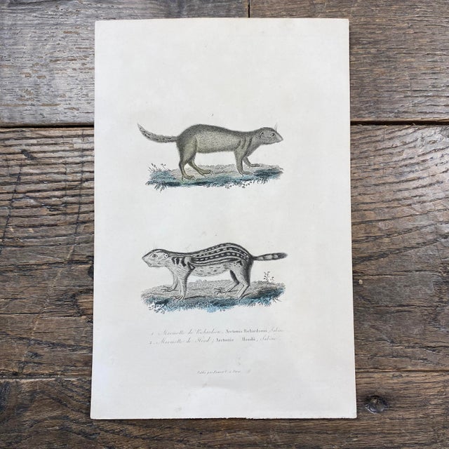 Super high quality in this lovely historical French 18th Century marmotte de richardson "richardson marmot" animal...