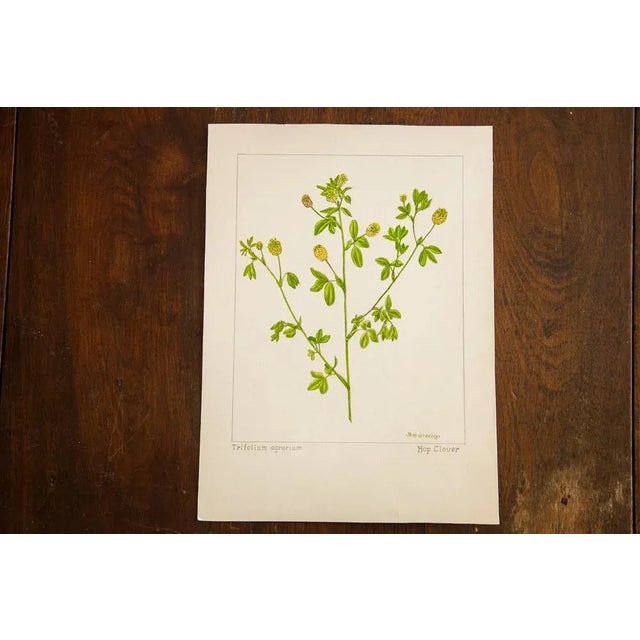 Original watercolor vintage late 1930's to early 1940's illustrating Hop Clover (Trifolium Agrarium). This is part of an...