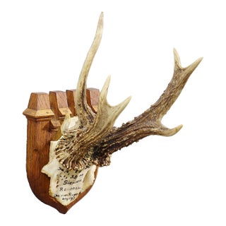 Vintage Red Deer Trophy by Franz Joseph, Prince of Thurn and Taxis, 1944 For Sale