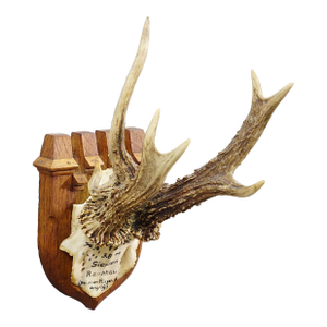 Vintage Red Deer Trophy by Franz Joseph, Prince of Thurn and Taxis, 1944