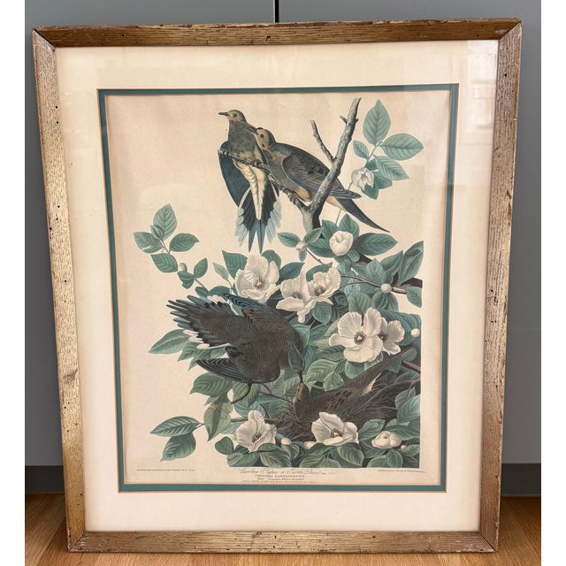 Illustration Pair of Vintage Framed Bird Illustration Lithographs by John James Audubon For Sale - Image 3 of 16