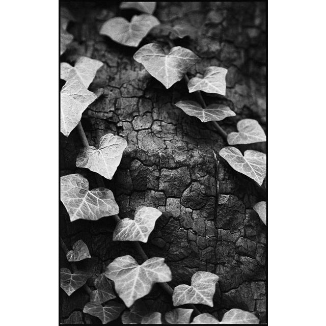 Not Yet Made - Made To Order Paul Cooklin, Ivy I, Edition of 50 For Sale - Image 5 of 5
