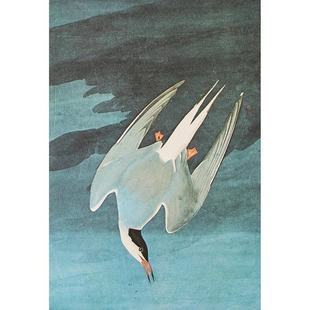 1960s 1966 Arctic Tern After John J. Audubon, Cottage Style Print For Sale - Image 5 of 8