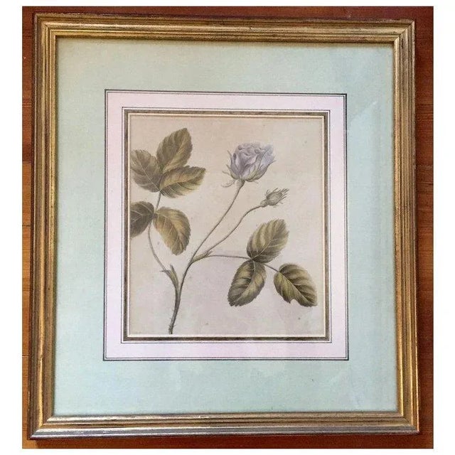 Wood Antique 18th Century English Botanical Watercolor Painting by Lady Charlotte Murray 1785 - a Rose - Clarendon Gallery London For Sale - Image 7 of 11