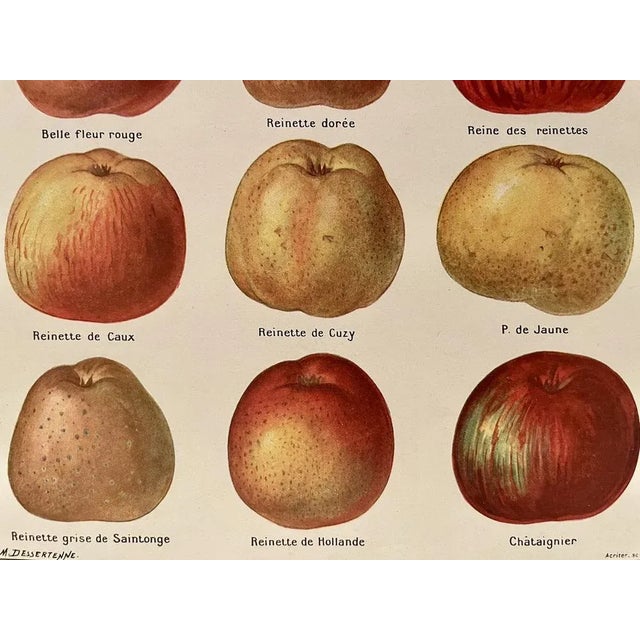 Color illustrated plate depicting the main varieties of apples, taken from an old 20th-century encyclopedia. Signed by...