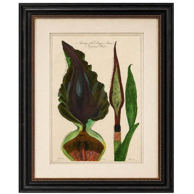 Title: Dragon Arum, Poisonous Plant Botanical Engraving, Thornton, 1802 : An exceptionally striking original hand-colored...