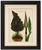 Title: Dragon Arum, Poisonous Plant Botanical Engraving, Thornton, 1802 : An exceptionally striking original hand-colored...