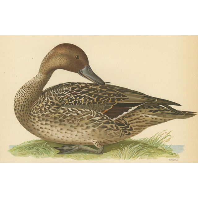 Brown Vintage Pintail Duck Lithograph of Northern Pintail Anas Acuta, Sweden, 1929 For Sale - Image 8 of 9