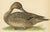 Brown Vintage Pintail Duck Lithograph of Northern Pintail Anas Acuta, Sweden, 1929 For Sale - Image 8 of 9